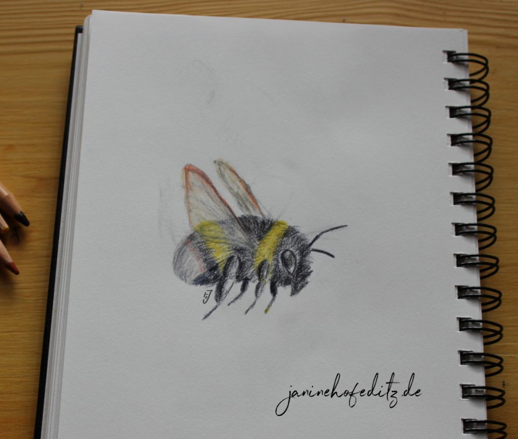 Buntstiftskizze einer Hummel im Flug
