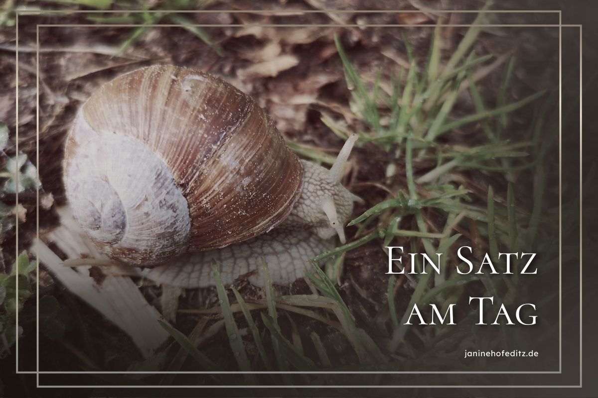Eine Weinbergschnecke im Wald: Ein Satz am Tag – Warum das reicht, um einen Roman zu schreiben (oder auch sieben)