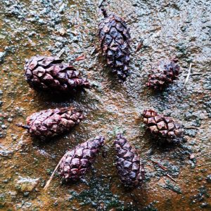 Ein Kreis aus Tannenzapfen